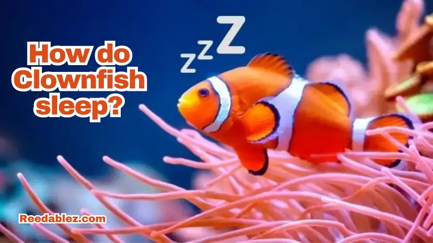 How do clownfish sleep?