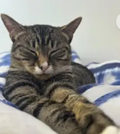 🐱 Rosie: More Than a Pet: The Little Cat Who Saved My Heart